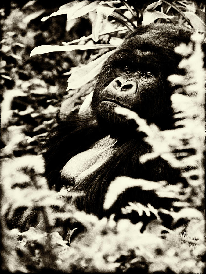 Animal Photograph - Gorilla by Niassa Lion Project