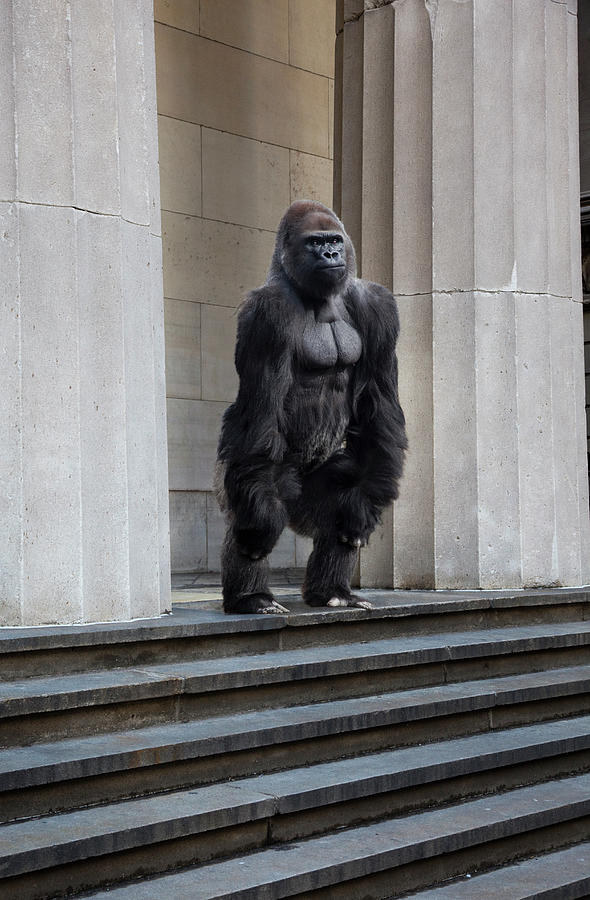 Gorilla On Steps Of Building Photograph by Thomas Jackson