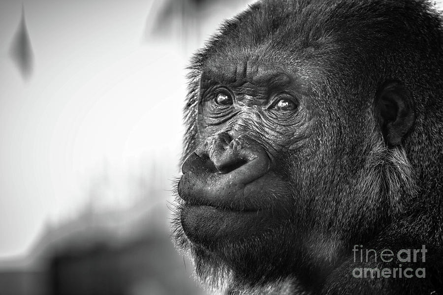 Black And White Photograph - Gorilla Portrait by Edward Fielding