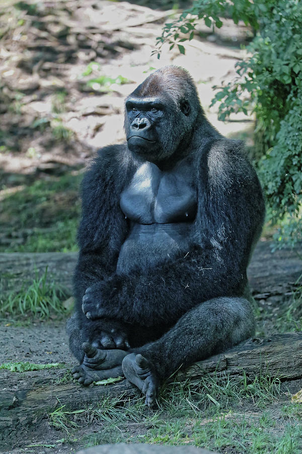 Gorilla Pose 1 Photograph by Doolittle Photography and Art