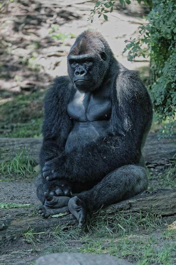 Gorilla Pose 2 Photograph by Doolittle Photography and Art