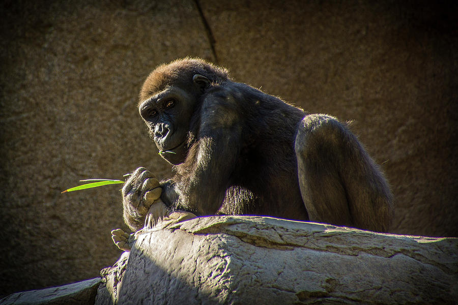 Gorilla Relaxing in the Afternoon Sun Photograph by Donald Pash