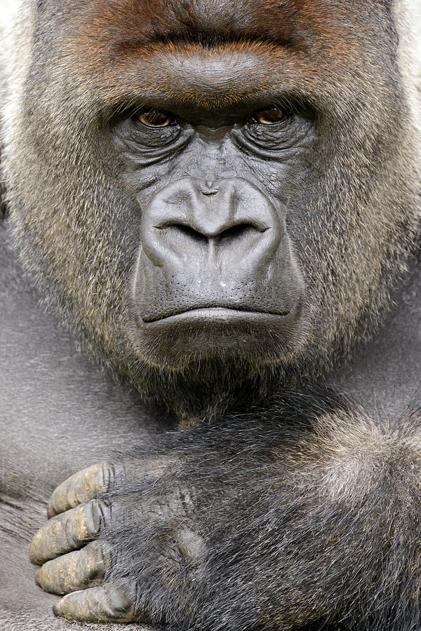 Gorilla Photograph by Ronald Wittek