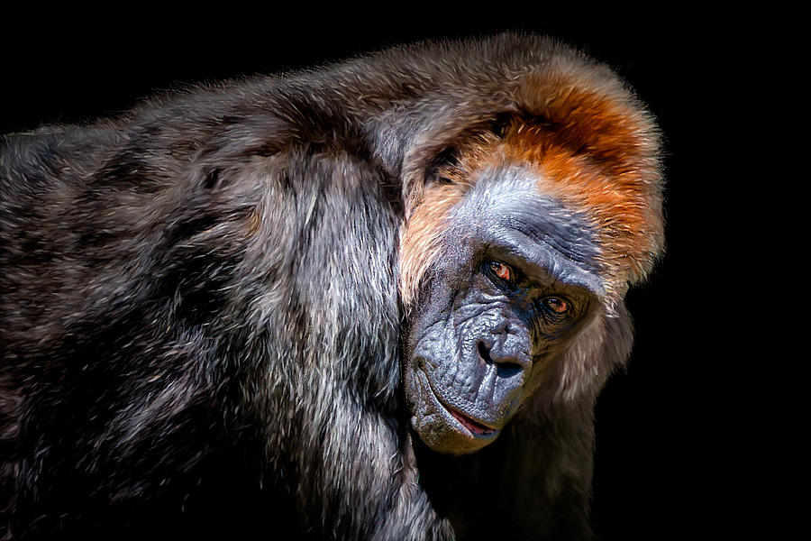 Wildlife Photograph - Gorilla Stare by Richard Reames