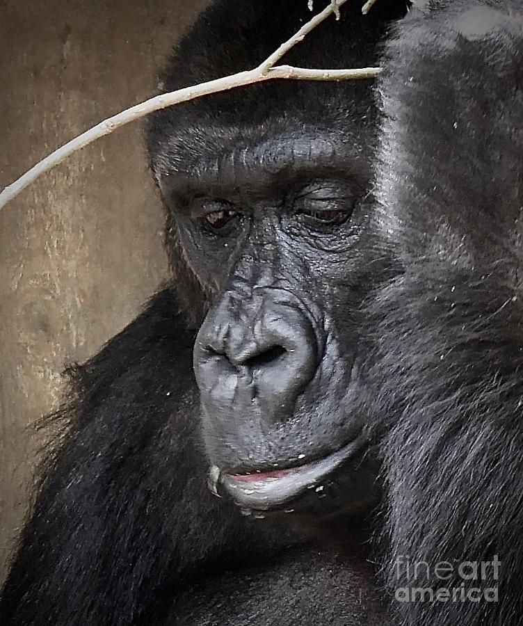 Gorilla - Woman - Boma  Photograph by Elisabeth Derichs