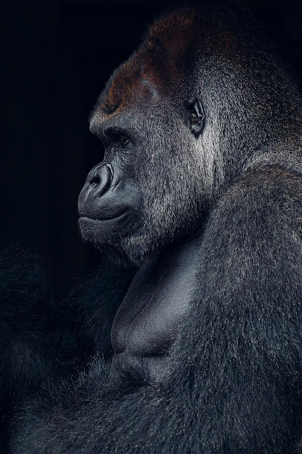 Animal Photograph - Gorilla by Yassan