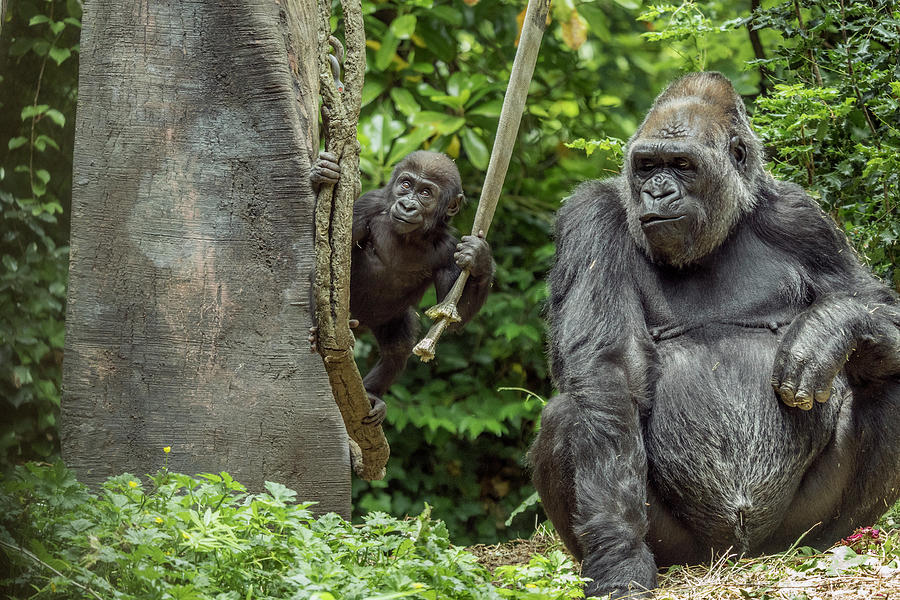 Gorillas Nadri And Baby Yola Photograph by Gerry Ellis