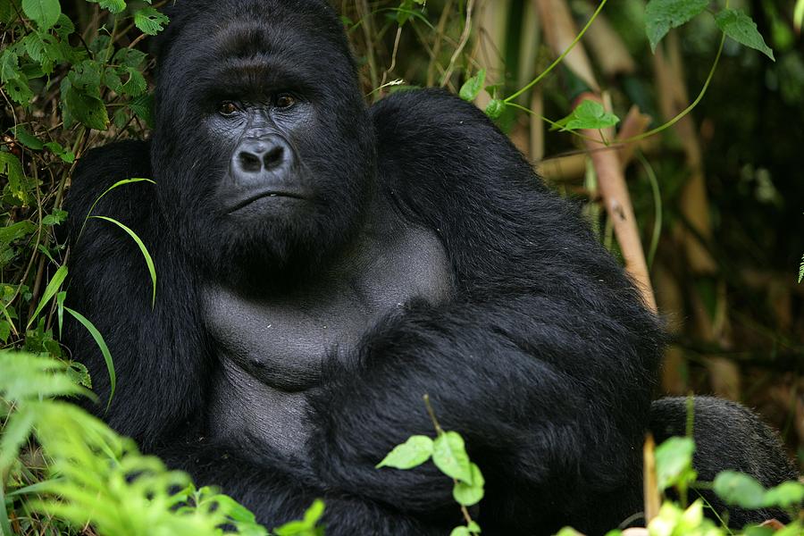 Gorillas New Threat Of Extinction Photograph by Brent Stirton