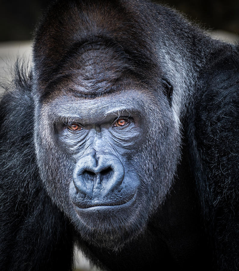 Gorrilla Photograph by Robert Bellomy - Fine Art America