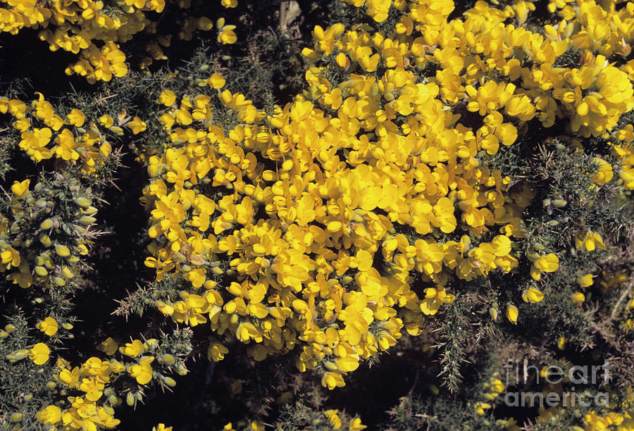 Gorse Bush Photograph by Adrian T Sumner/science Photo Library - Pixels