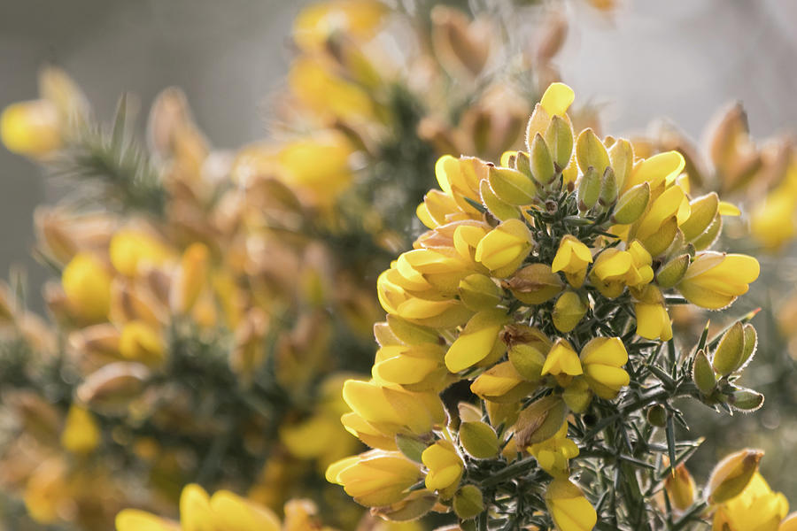 Gorse by Wendy Cooper Gorse by Wendy Cooper
