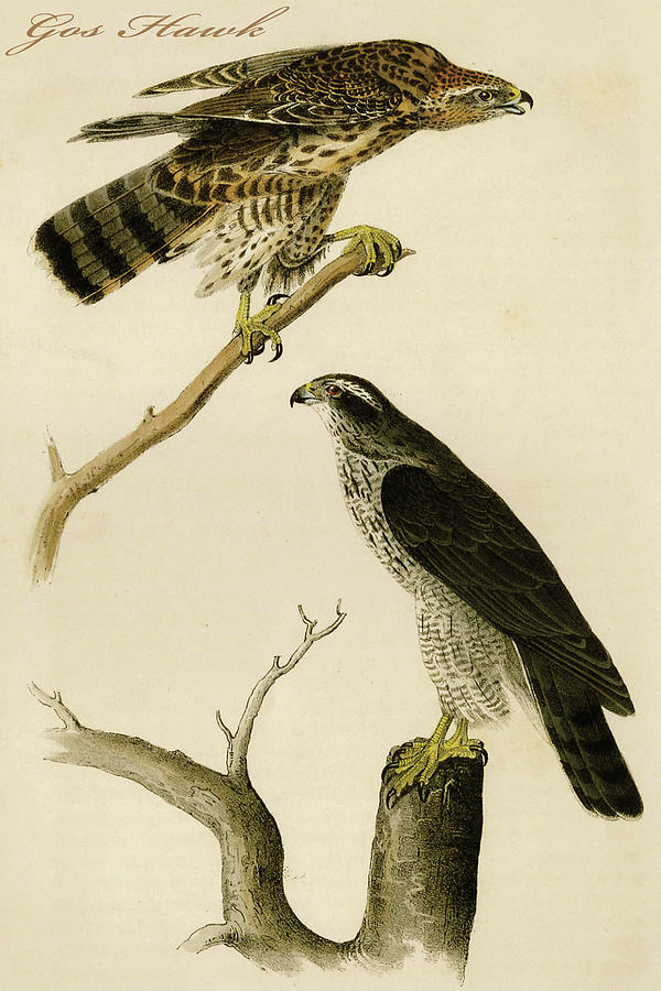 Gos Hawk Painting by John James  Audubon