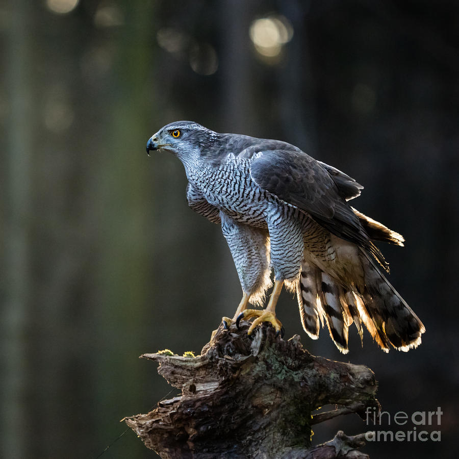 Feather Photograph - Goshawk Is Sitting On The Tree Stump by Lukas Gojda Feather Photograph - Goshawk Is Sitting On The Tree Stump by Lukas Gojda