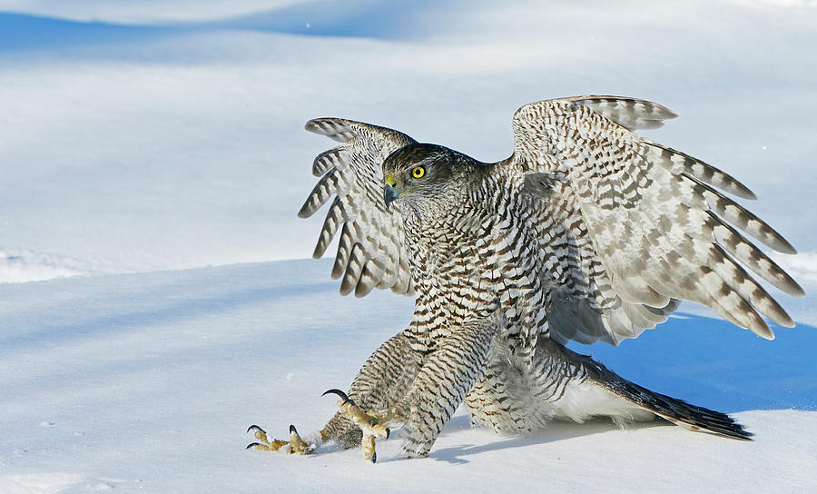 Goshawk Landing In Snow, Mainua Kajaani, Finland. Photograph by Markus Varesvuo / Naturepl.com Goshawk Landing In Snow, Mainua Kajaani, Finland. Photograph by Markus Varesvuo / Naturepl.com