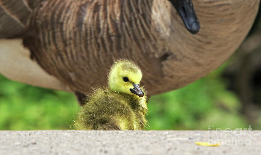 Gosling Baby Under Protection of Parent Photograph by Charline Xia