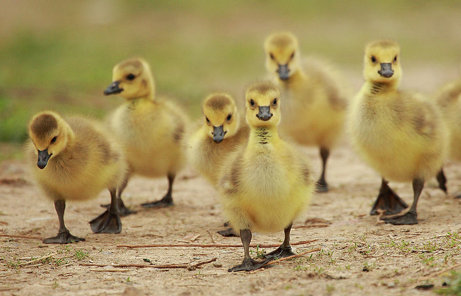 Goslings Photograph by Alex Thomson Photography