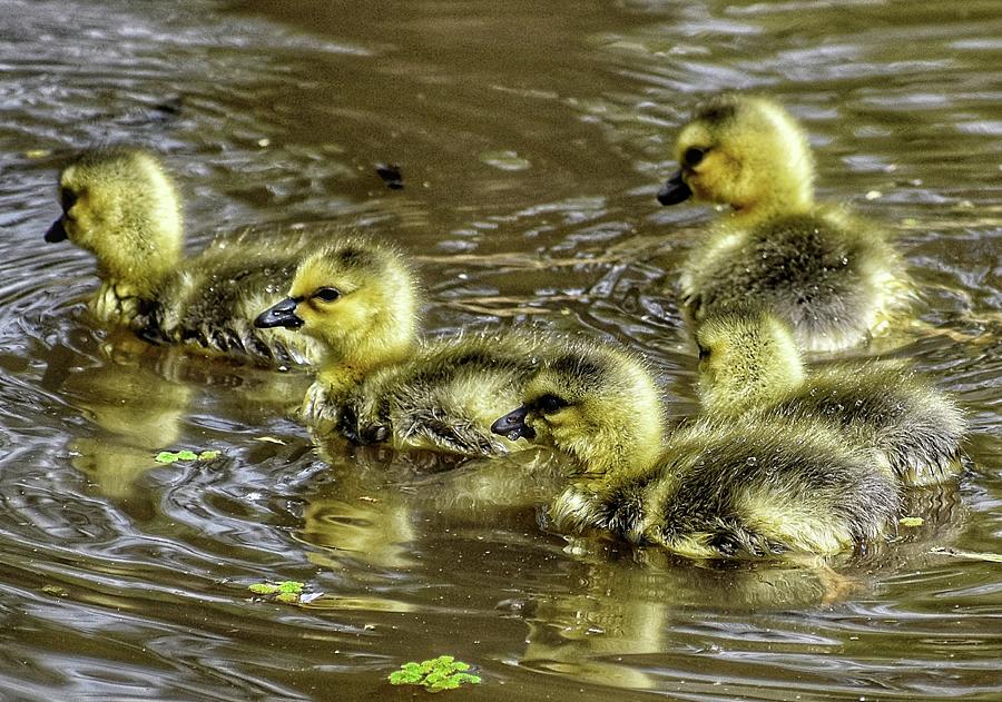 Goslings Photograph by Kelly Woodle - Fine Art America