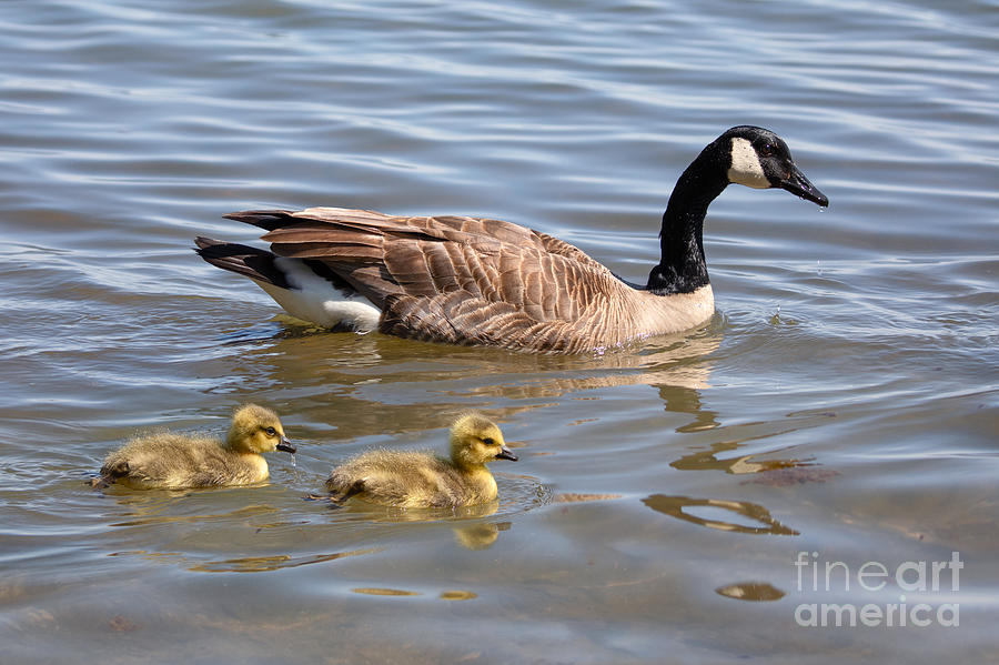 Goslings swimming with Parent Photograph by Alma Danison