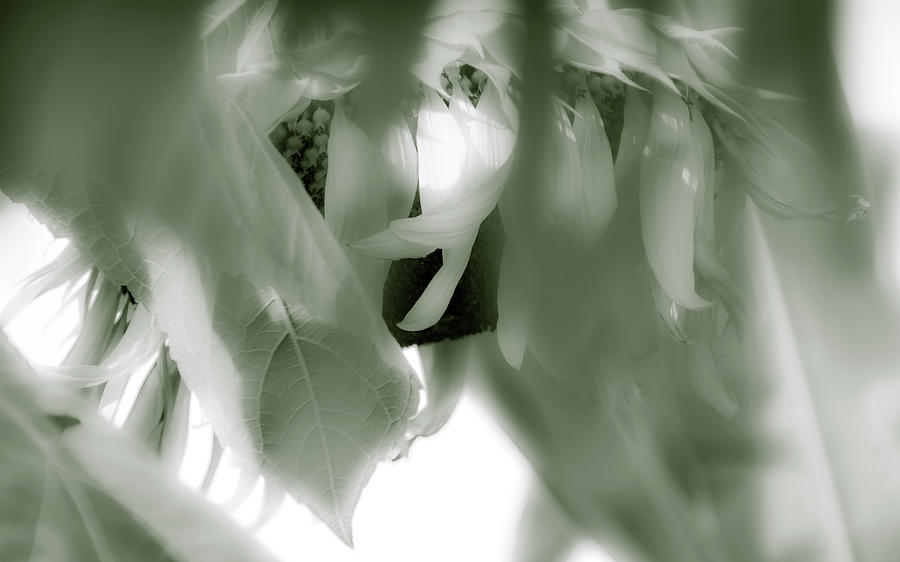 Gossamer Veil Photograph by Julie Weber