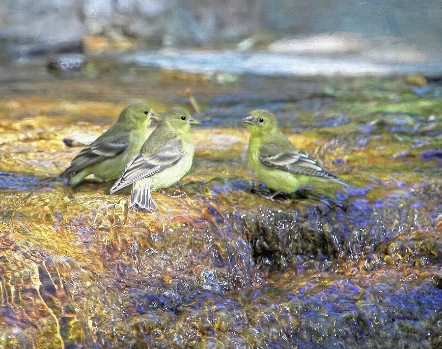 Finch Photograph - Gossip At the Watering Hole by Donna Kennedy