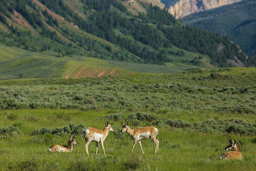 Wildlife Photograph - Gossiping antelope by Julieta Belmont