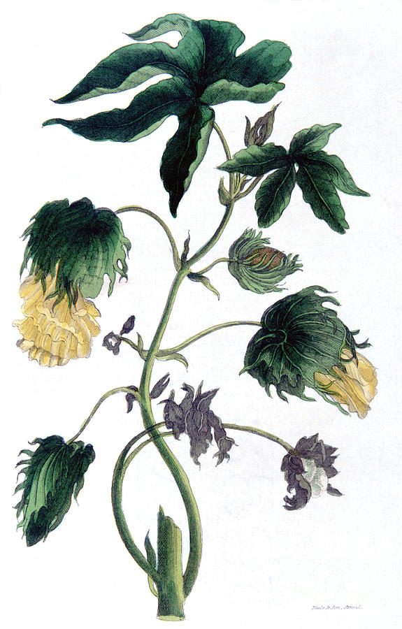 Gossypium - Cotton Plant, 1823. Artist Drawing by Print Collector