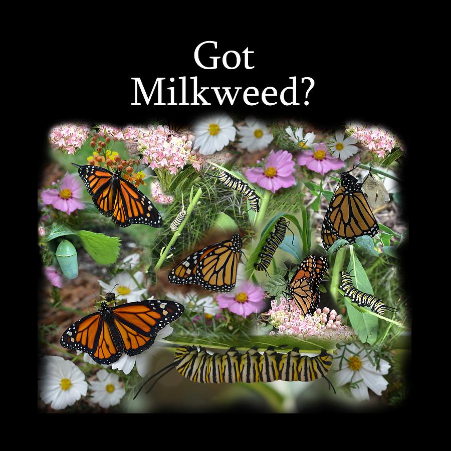Got Milkweed? by Aimee L Maher ALM GALLERY Got Milkweed? by Aimee L Maher ALM GALLERY