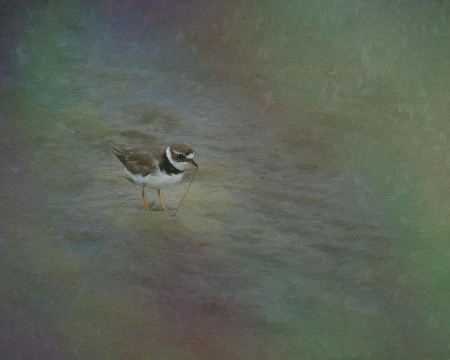 Got One - Semipalmated Plover Photograph by Mitch Spence