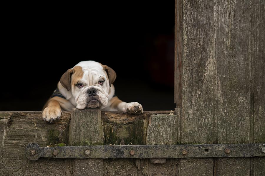Animal Photograph - Got That Monday Feeling... by Gert Van Den Bosch