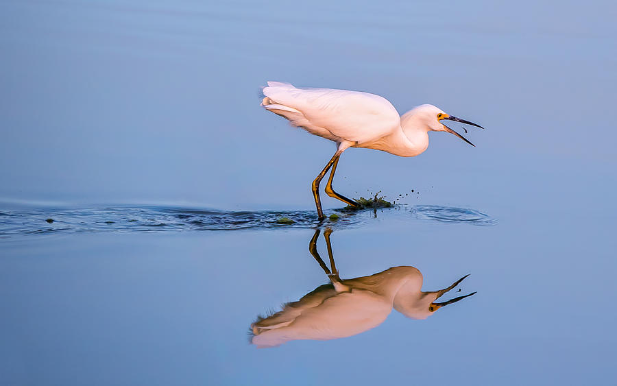 Egret Photograph - Got You by Qczhang