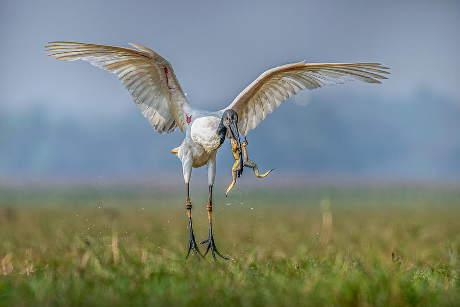 Wildlife Photograph - Got You! by Sunny Saha Pramanick