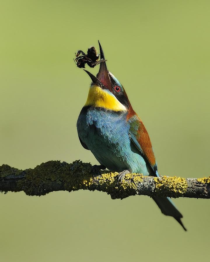 Bee-eater Photograph - Gotcha!! by Marco Pozzi Bee-eater Photograph - Gotcha!! by Marco Pozzi