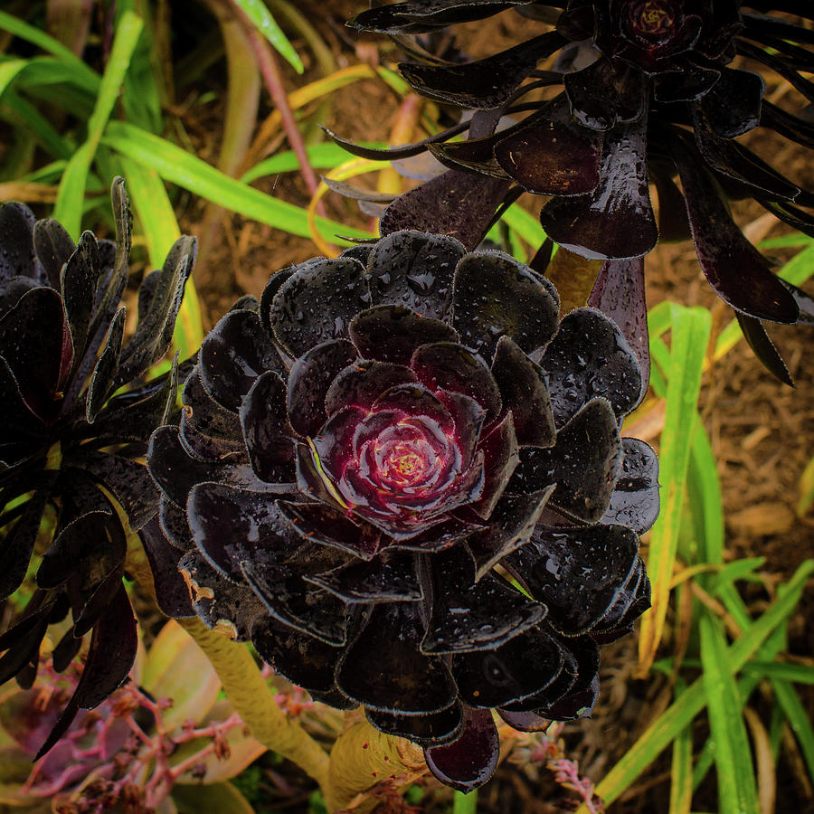 Goth Succulent Photograph by Jeff Phillippi