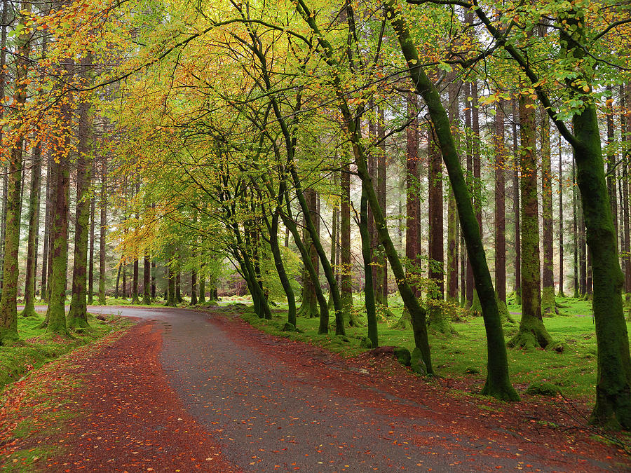 Gouganne Barra Forest Park By Bradley L. Cox