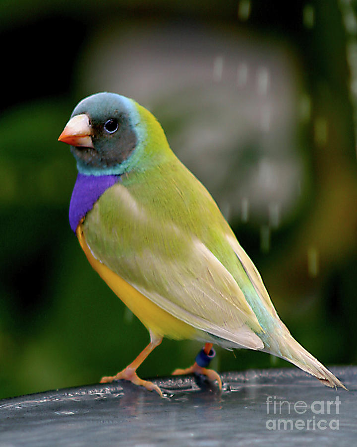 Gouldian Finch? #2 by PJ Boylan Gouldian Finch? #2 by PJ Boylan