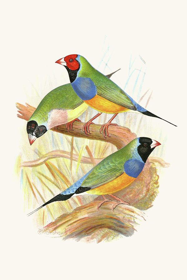 Gouldian Finch, Black headed & Red Headed Painting by F.W. Frohawk Gouldian Finch, Black headed & Red Headed Painting by F.W. Frohawk