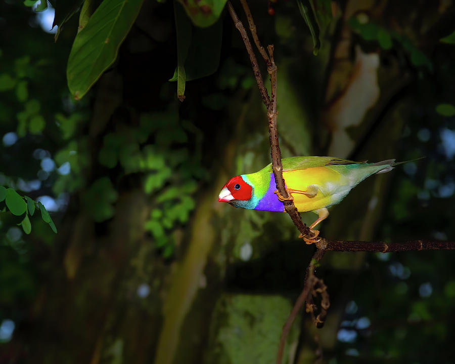 Gouldian Finch Photograph by Mark Andrew Thomas