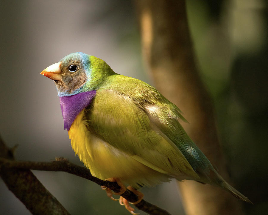 Gouldian Finch Photograph by Melinda Moore
