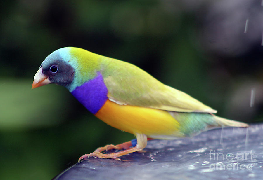 Gouldian Finch? by PJ Boylan Gouldian Finch? by PJ Boylan