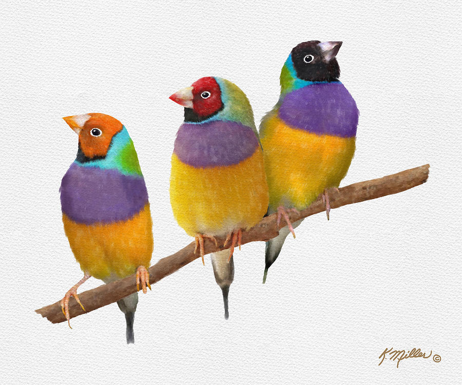 Gouldian Finches Pastel by Kathie Miller