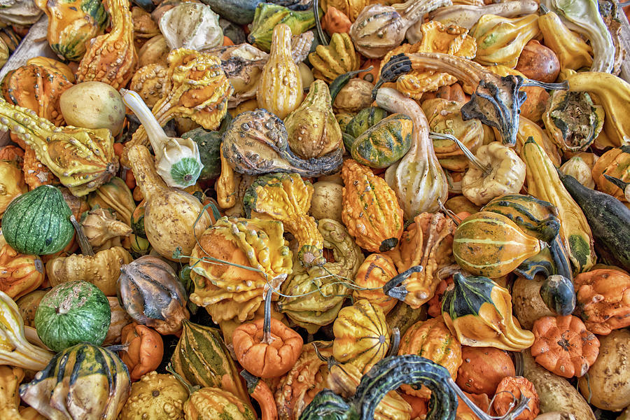 Gourd Hoard Photograph by Alison Frank