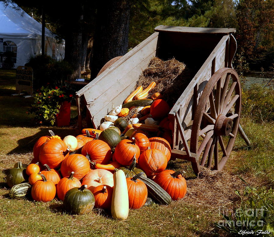 Gourds Photograph by Elfriede Fulda