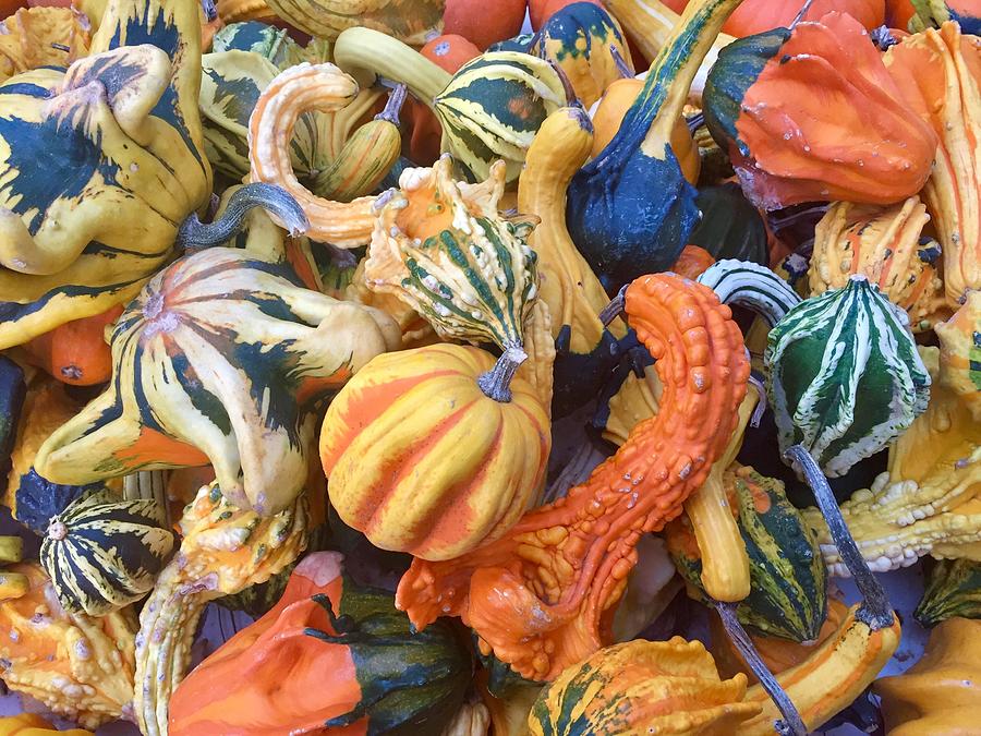 Gourds Everywhere Photograph by Denise Mazzocco - Fine Art America