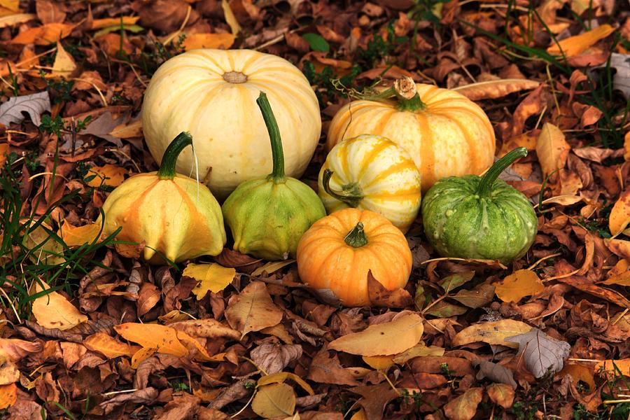 Gourds grounded Photograph by David Matthews