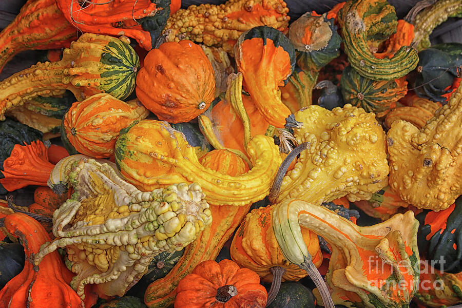 Gourds of Autumn Photograph by Karen Adams