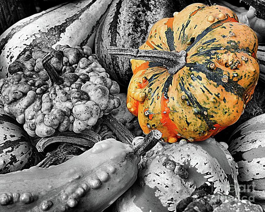 Fancy Gourds Photograph by Smilin Eyes Treasures