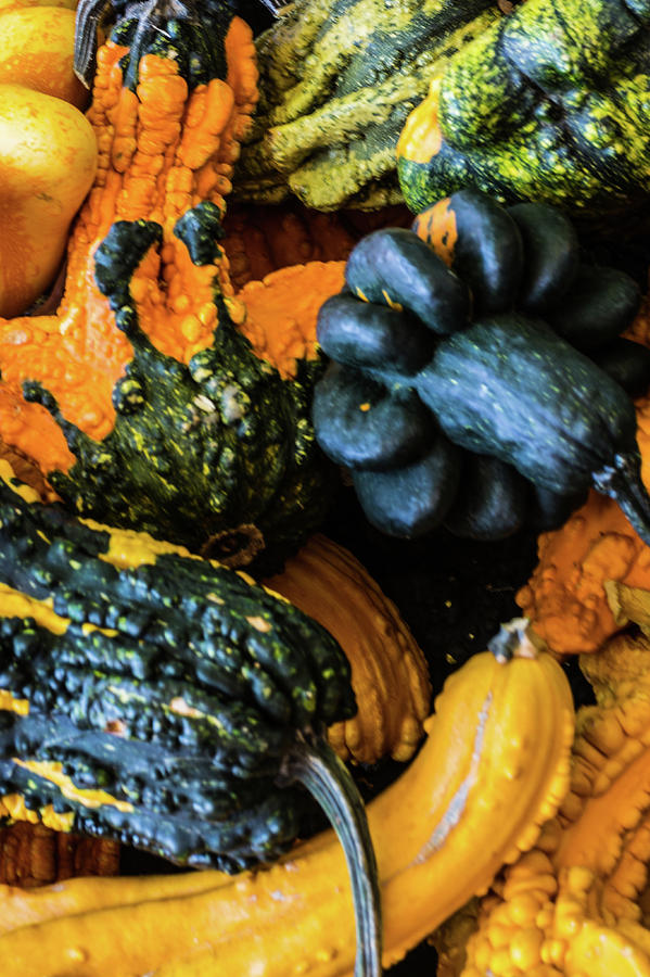 Gourds Photograph by Stewart Helberg