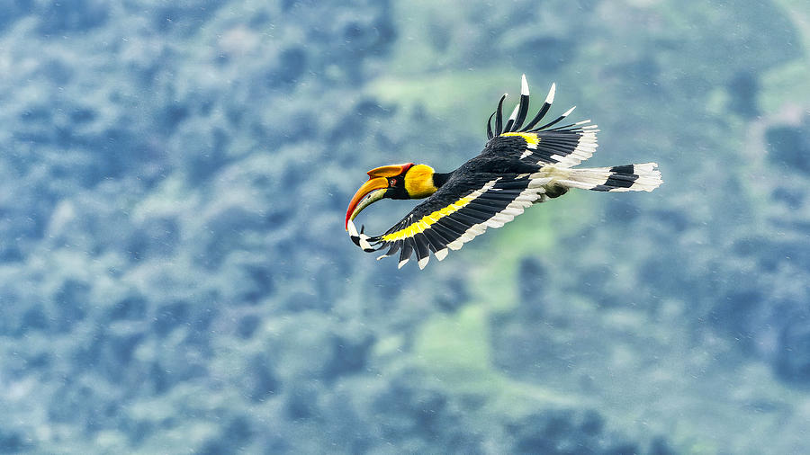Hornbill Photograph - Grace Of The Great Indian Hornbill by Samir Sachdeva