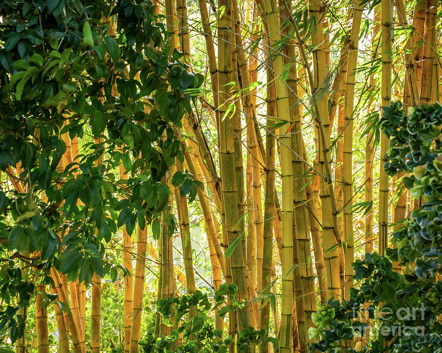 Graceful Bamboo Photograph by Sabrina L Ryan