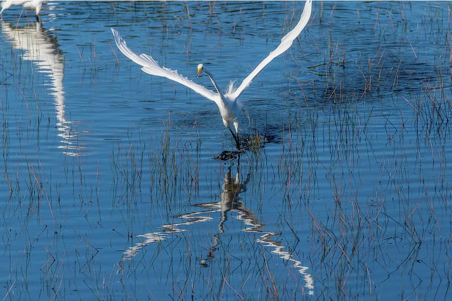 Graceful bird flying in Photograph by Dan Friend